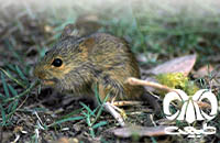 گونه موش بوته‌ زار هندی Indian Bush Rat